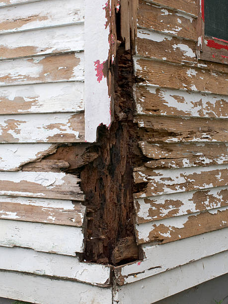 zgniłe drewna - termite wood damaged rotting zdjęcia i obrazy z banku zdjęć