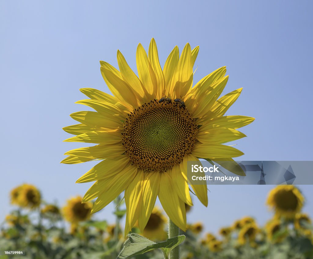 Bees in Sunflower Two bees in sunflower. Agricultural Field Stock Photo