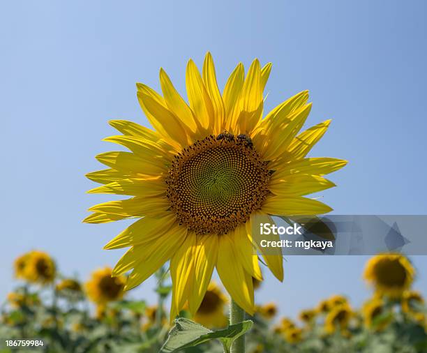 Bees In Sunflower Stock Photo - Download Image Now - Agricultural Field, Agriculture, Animal