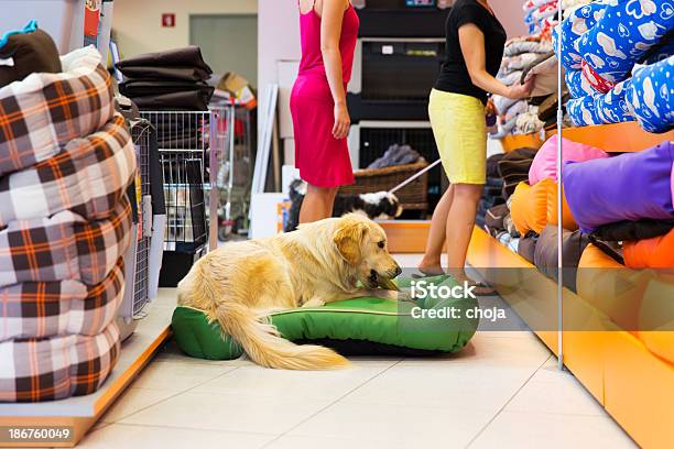 Ładny Złoty Retriever I Tibetan Terrier W Pet Przechowywać Odpoczywać - zdjęcia stockowe i więcej obrazów Bez ludzi