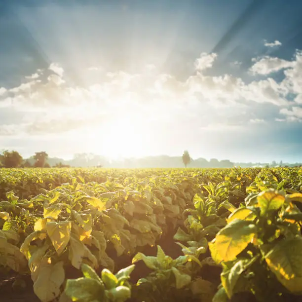 Photo of Tobacco field at sunset