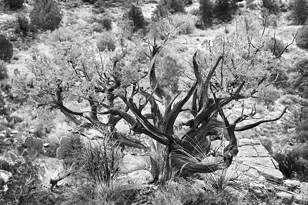 juniper tree juniperus osteosperma monochromatyczny - chwytniki zdjęcia i obrazy z banku zdjęć