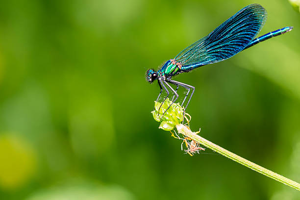 istock Blue Dragonfly on Blade of Grass 186760359