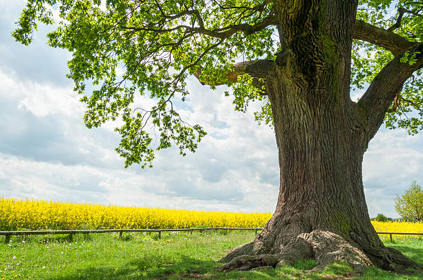 один oak в изнасилования поле - kalte eiche стоковые фото и изображения