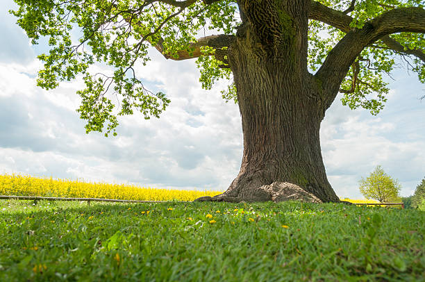 один oak в изнасилования поле - kalte eiche стоковые фото и изображения