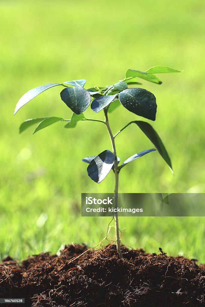 Piantina di semenzaio su erba verde - Foto stock royalty-free di Agricoltura