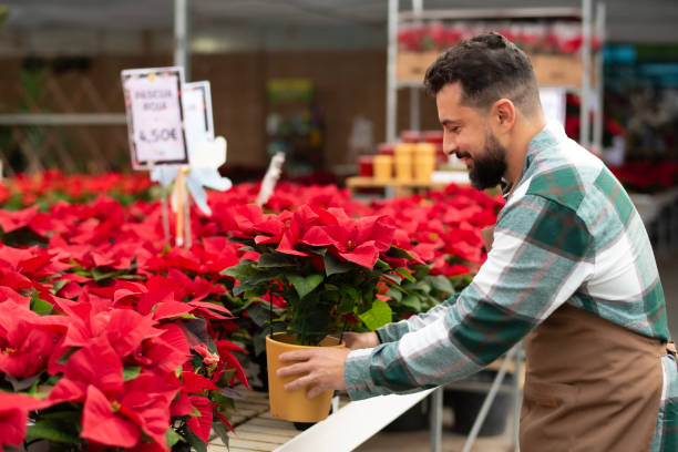 bearded gardener works in greenhouse greenhouse employee with apron in his occupation spanish flower pots stock pictures, royalty-free photos & images