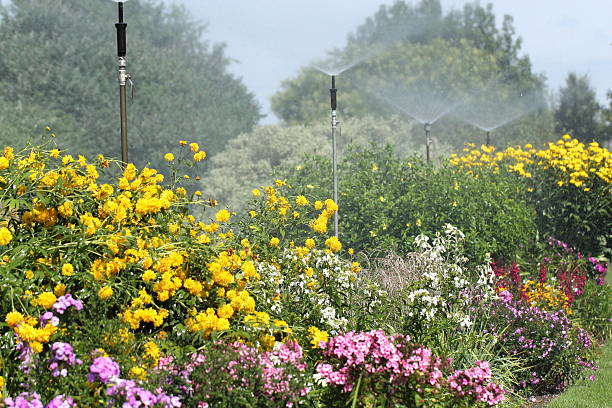 irrigador de aspersão regar uma flor jardim - giesen imagens e fotografias de stock