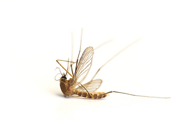 martwe mosquito - haustellum zdjęcia i obrazy z banku zdjęć