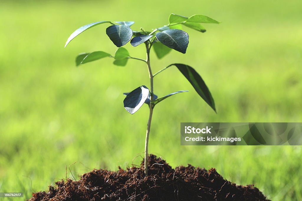 Planta nova na relva verde - Royalty-free Agricultura Foto de stock