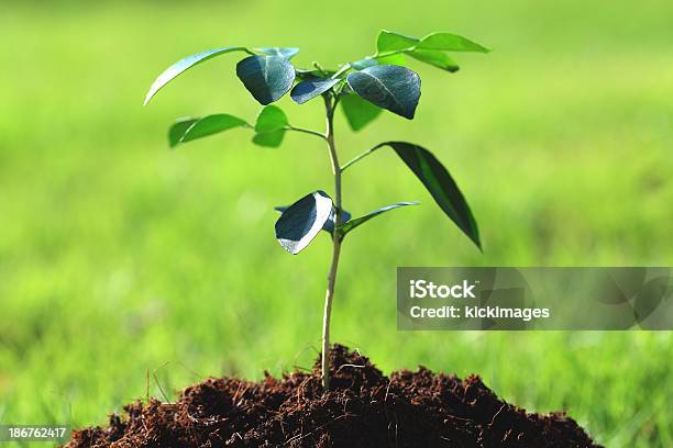 Planta Nova Na Relva Verde - Fotografias de stock e mais imagens de Agricultura - Agricultura, Ao Ar Livre, Botânica - Ciência de plantas