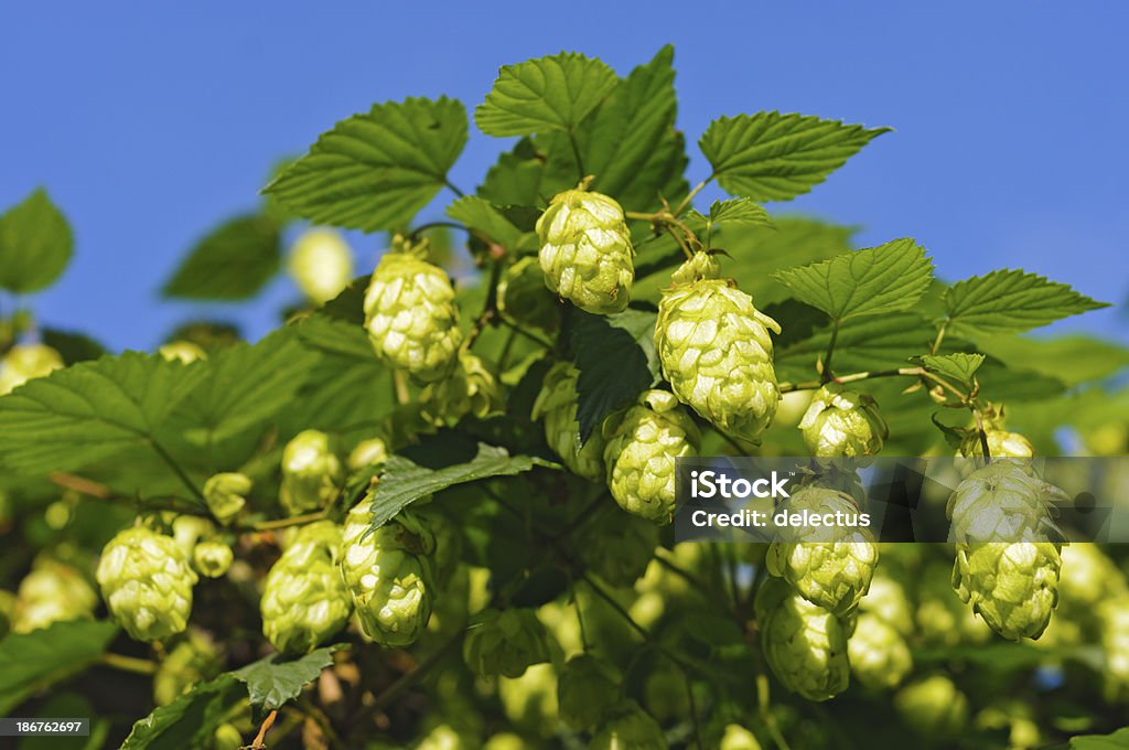 brewing Sprünge - Lizenzfrei Blatt - Pflanzenbestandteile Stock-Foto