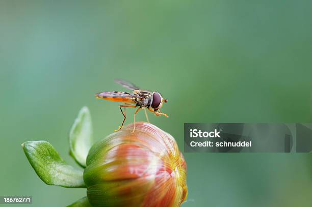 Schwebfliege Auf Dahlia Stockfoto und mehr Bilder von Berühren - Berühren, Blume, Blüte