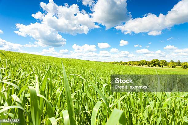 小麦のフィールド - Horizonのストックフォトや画像を多数ご用意 - Horizon, ポーランド, 人物なし