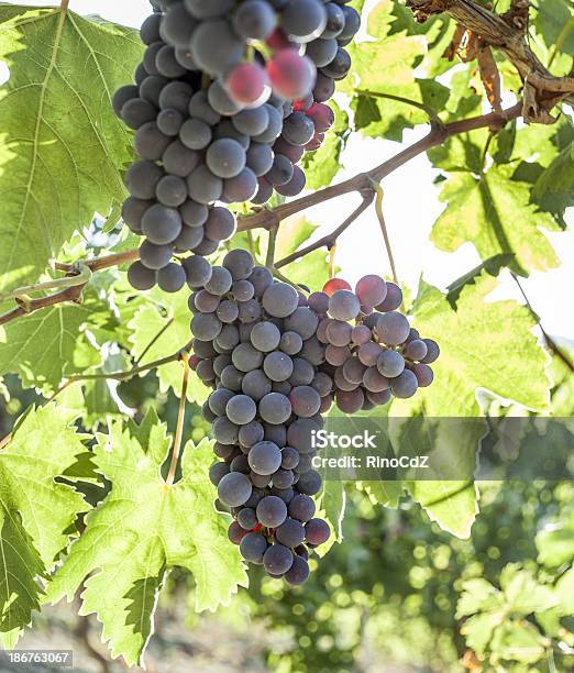 Vinha Contra Luz Vertical - Fotografias de stock e mais imagens de Agricultura - Agricultura, Amanhecer, Ao Ar Livre