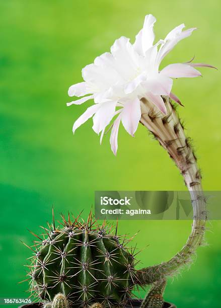 Foto de Cacto e mais fotos de stock de Botânica - Assunto - Botânica - Assunto, Branco, Cabeça da flor