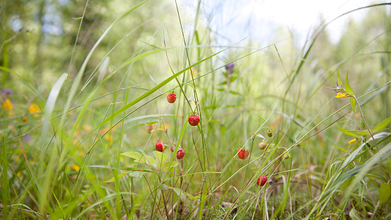 Small wild strawberries growing outdoors on sunny day. Berries in the forest.