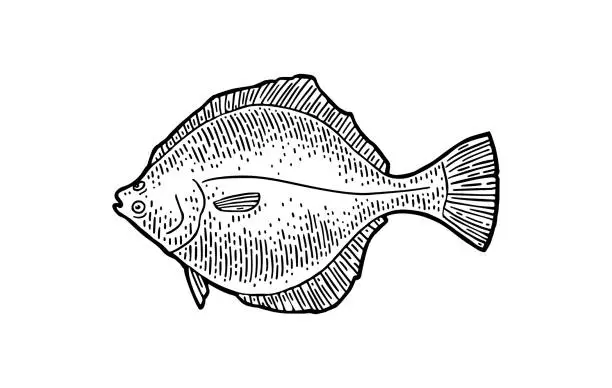 Vector illustration of Whole fresh fish flounder. Vector black engraving vintage