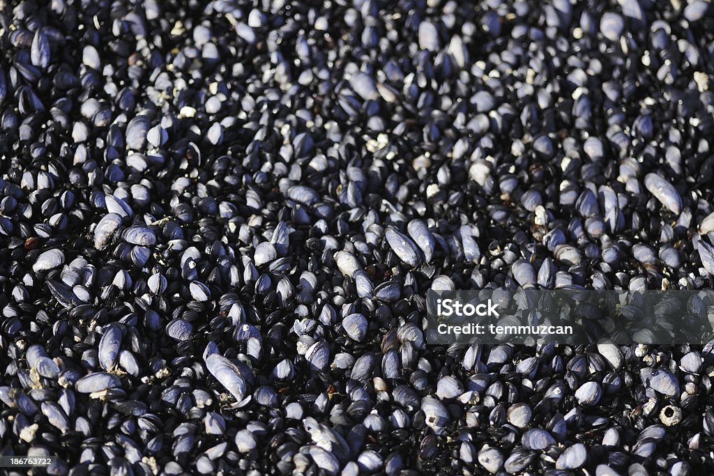 Camada de pequenas azulada Mexilhão shells - Royalty-free Amêijoa - Animal Foto de stock