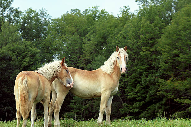 les chevaux de trait de belge - belgian horse photos et images de collection