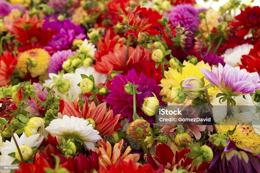 Gros plan de fleurs forment ensemble multicolore - Photo de Affaires libre de droits