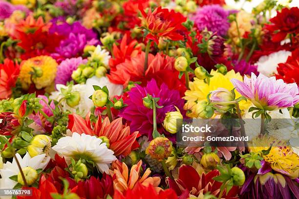 Photo libre de droit de Gros Plan De Fleurs Forment Ensemble Multicolore banque d'images et plus d'images libres de droit de Affaires - Affaires, Beauté de la nature, Bouquet de fleurs