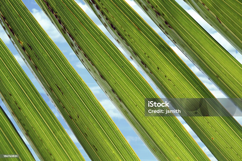 팜형 나무 닽힌 배경기술 스카이 - 로열티 프리 마이애미 스톡 사진