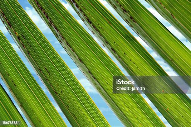 팜형 나무 닽힌 배경기술 스카이 마이애미에 대한 스톡 사진 및 기타 이미지 - 마이애미, 아루바, 야자 나무 - Arecales