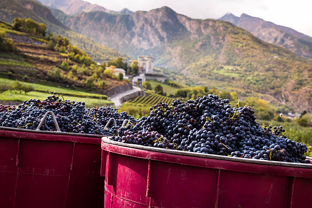 les vendanges des grains de raisin dans le vignoble - valle daosta photos et images de collection
