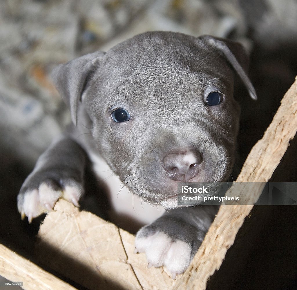 Pitbull Puppy Stock Photo - Download Image Now - Animal, Blue Eyes, Canine  - Animal - Istock