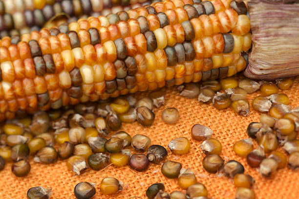 mahiz e cobs arancione in tela - autumn corn indian corn decoration foto e immagini stock