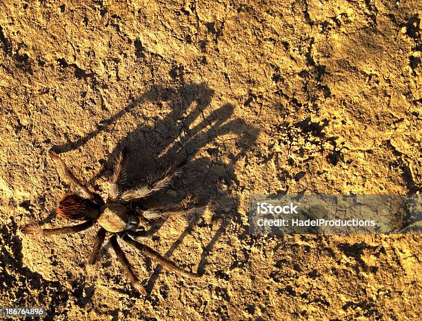 Photo libre de droit de Tarantule Du Désert En Arrièreplan banque d'images et plus d'images libres de droit de Animaux à l'état sauvage - Animaux à l'état sauvage, Arachnide, Araignée