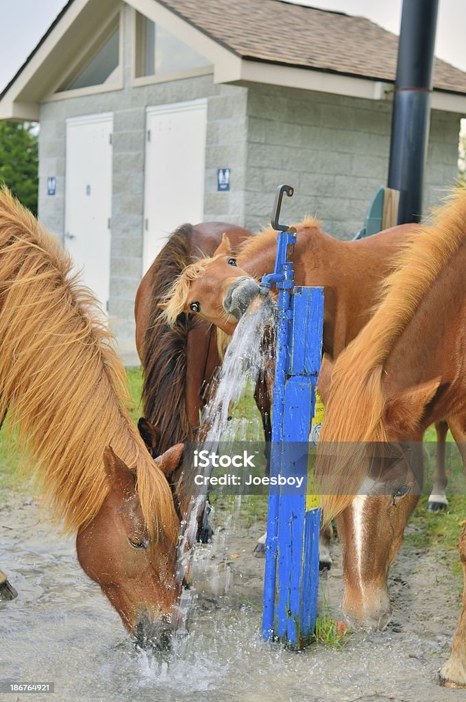 Ponies Regar de Assateague - Royalty-free Alimentar Foto de stock