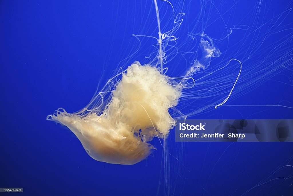 medusa - Foto stock royalty-free di Acqua