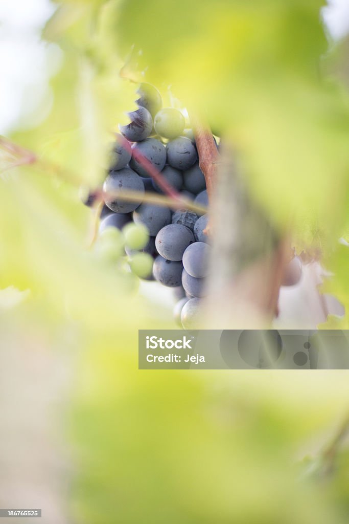 Raisin rouge dans les vignobles - Photo de Agriculture libre de droits