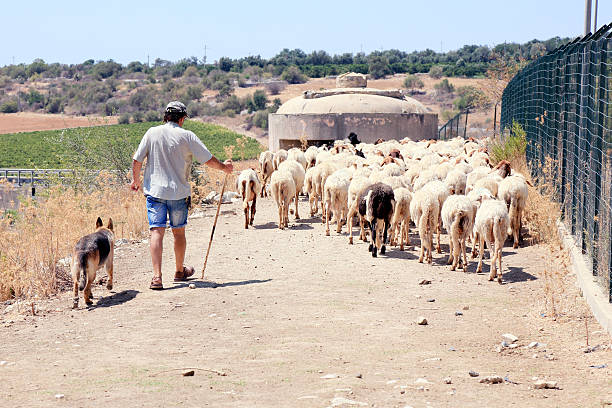 The Gute Sheep - The sheep from Gotland. Both ewes and rams have horns. Southern Gotland. Baltic Sea in Background.