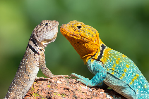 Male and Female Eastern Collared Lizards photographed at the Wichita Mountains, Oklahoma.