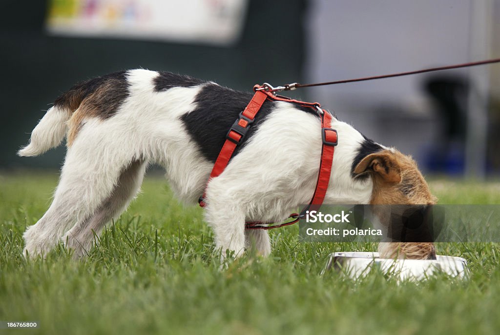 Fox terrier - Foto de stock de Abrigo libre de derechos