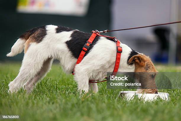 Fox Terrier - Fotografias de stock e mais imagens de Amizade - Amizade, Amor, Animal