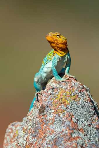 This male Eastern Collared Lizard was perched on a rock at the Wichita Mountains of Oklahoma.