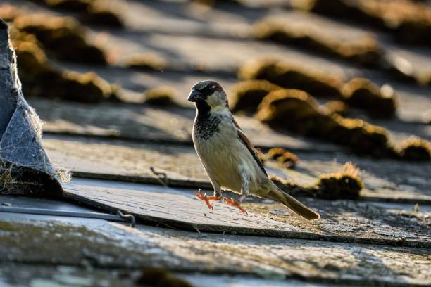 istock a hopping sparrow in midair 1867663979