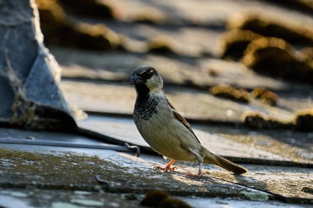 istock a sparrow looks furiously into the camera 1867666599
