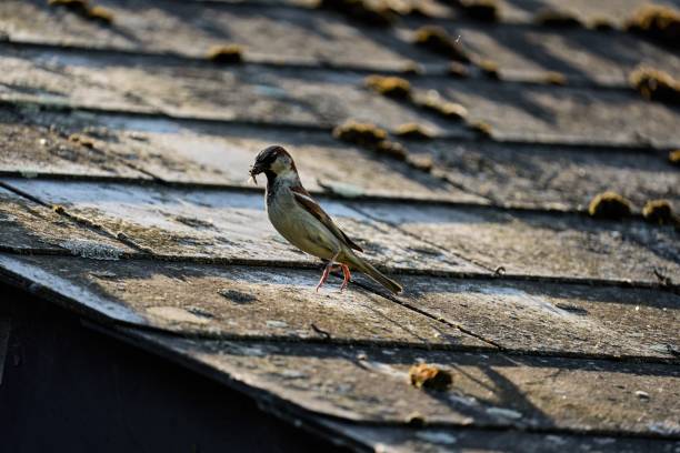 House sparrow