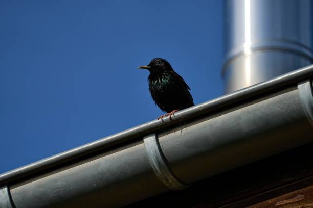 common starling, Sturnus vulgaris, european starling, Wallonia, Belgium