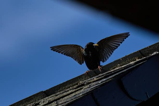 istock a starling with wings spread wide sits on the roof 1867670861