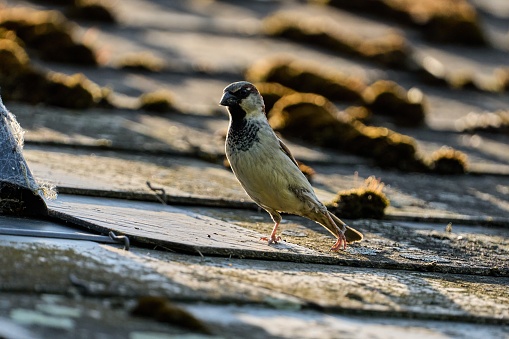 Passer domesticus, house sparrow, Slate roof tiles, Wallonia, Aredennes, Belgium