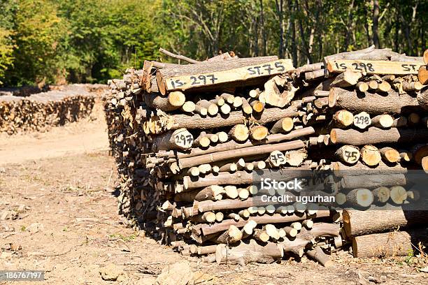 Deforestazione - Fotografie stock e altre immagini di Albero - Albero, Albero caduto, Ambientazione esterna