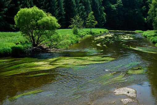 Ranunculus aquatilis, common water-crowfoot, white water-crowfoot in the river Semois, Semoy, Sesbach, Ardennes, Wallonia
