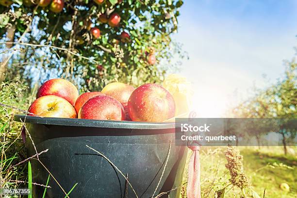 Rote Äpfel In Einem Eimer Stockfoto und mehr Bilder von Apfel - Apfel, Apfelbaum, Apfelsorte Royal Gala