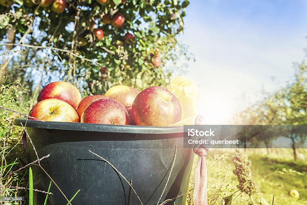 Manzanas en un cubo rojo - Foto de stock de Agricultura libre de derechos